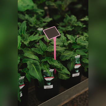 BB2 Blackboard Display Stake