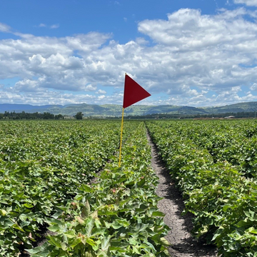 Field Flags