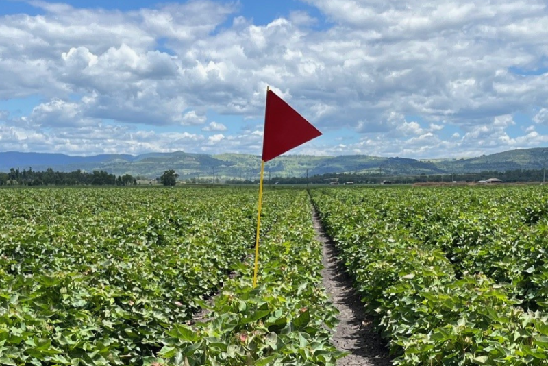 Site Marking