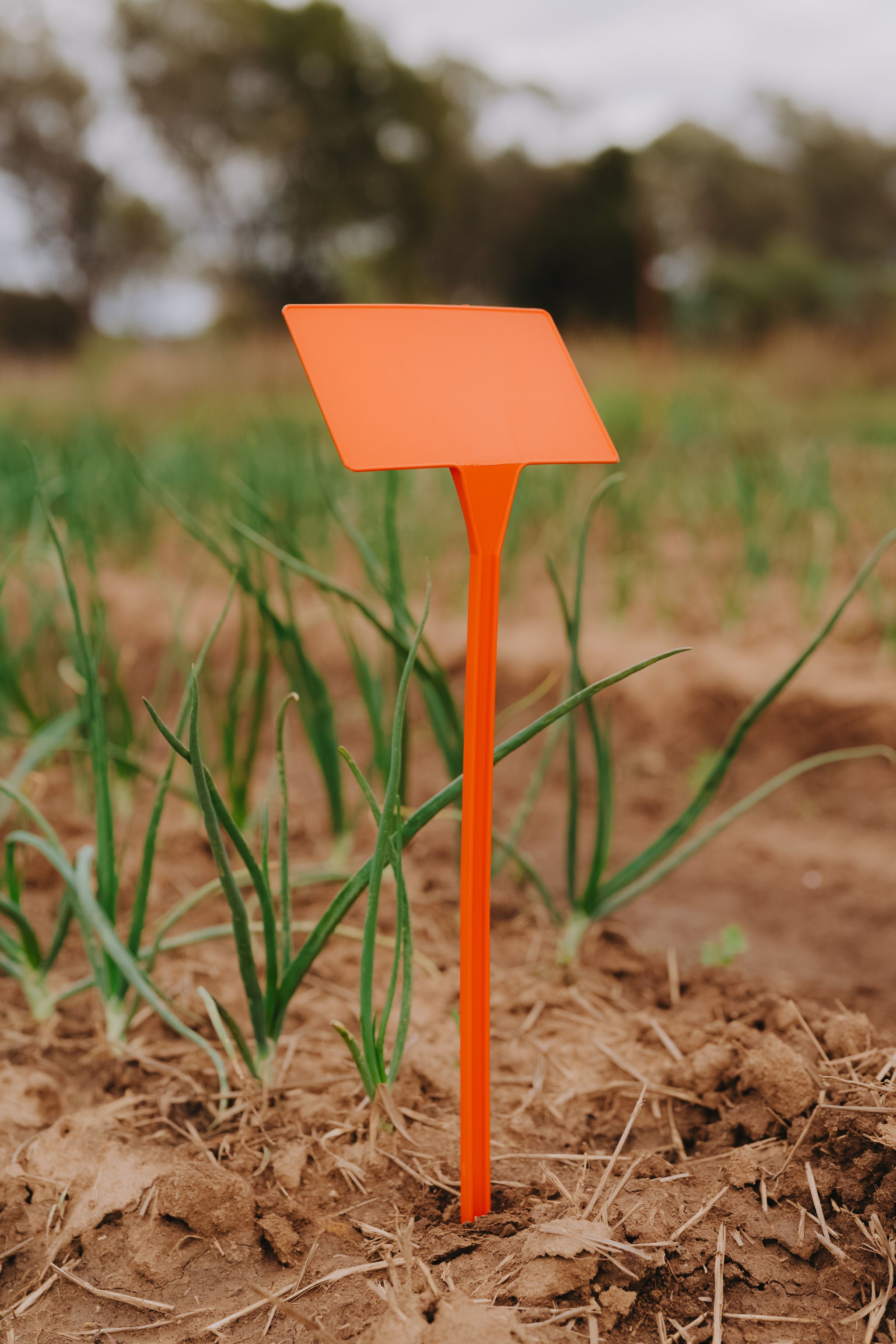PL1 Display Stake
