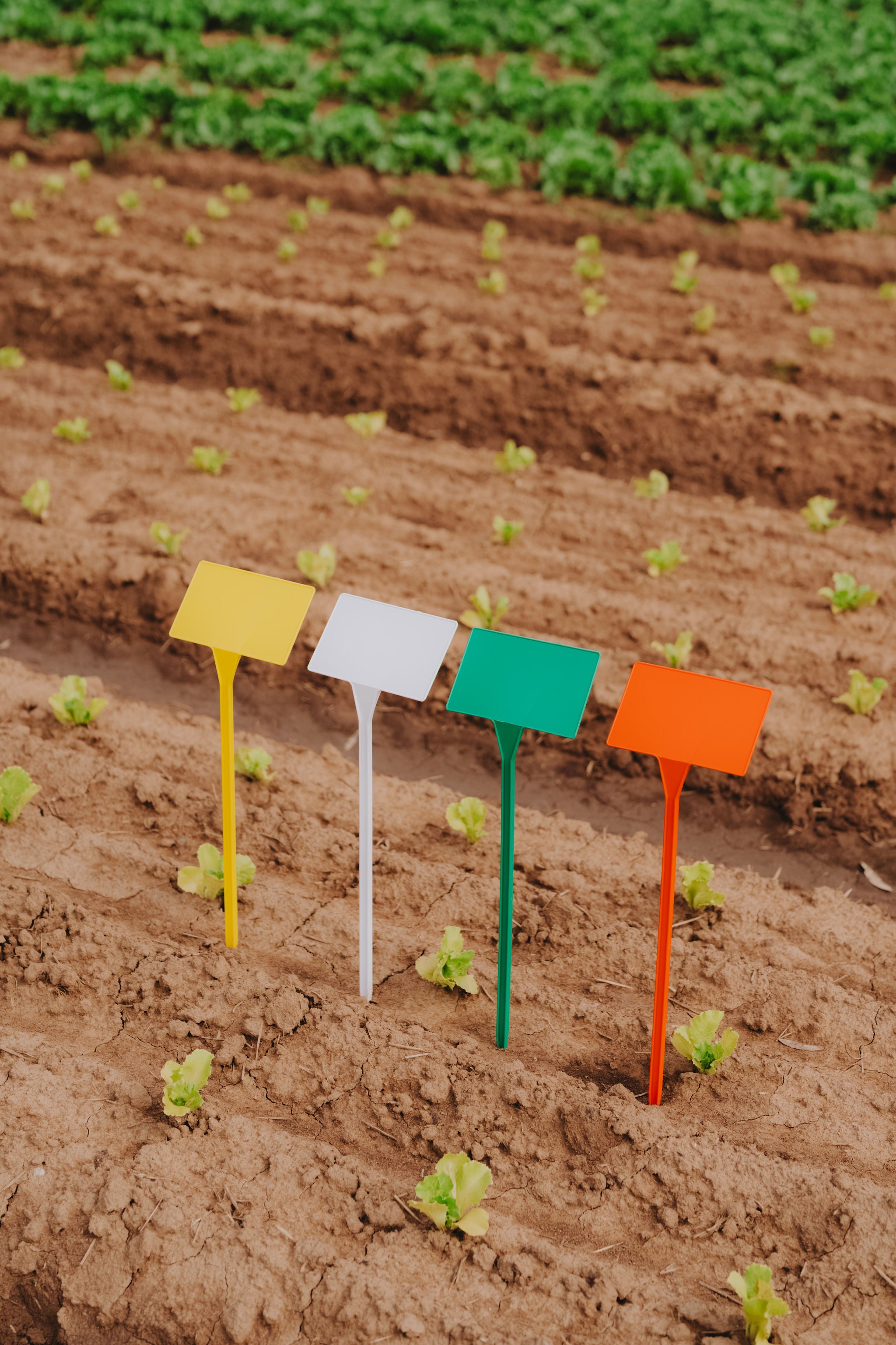 PL1 Display Stake