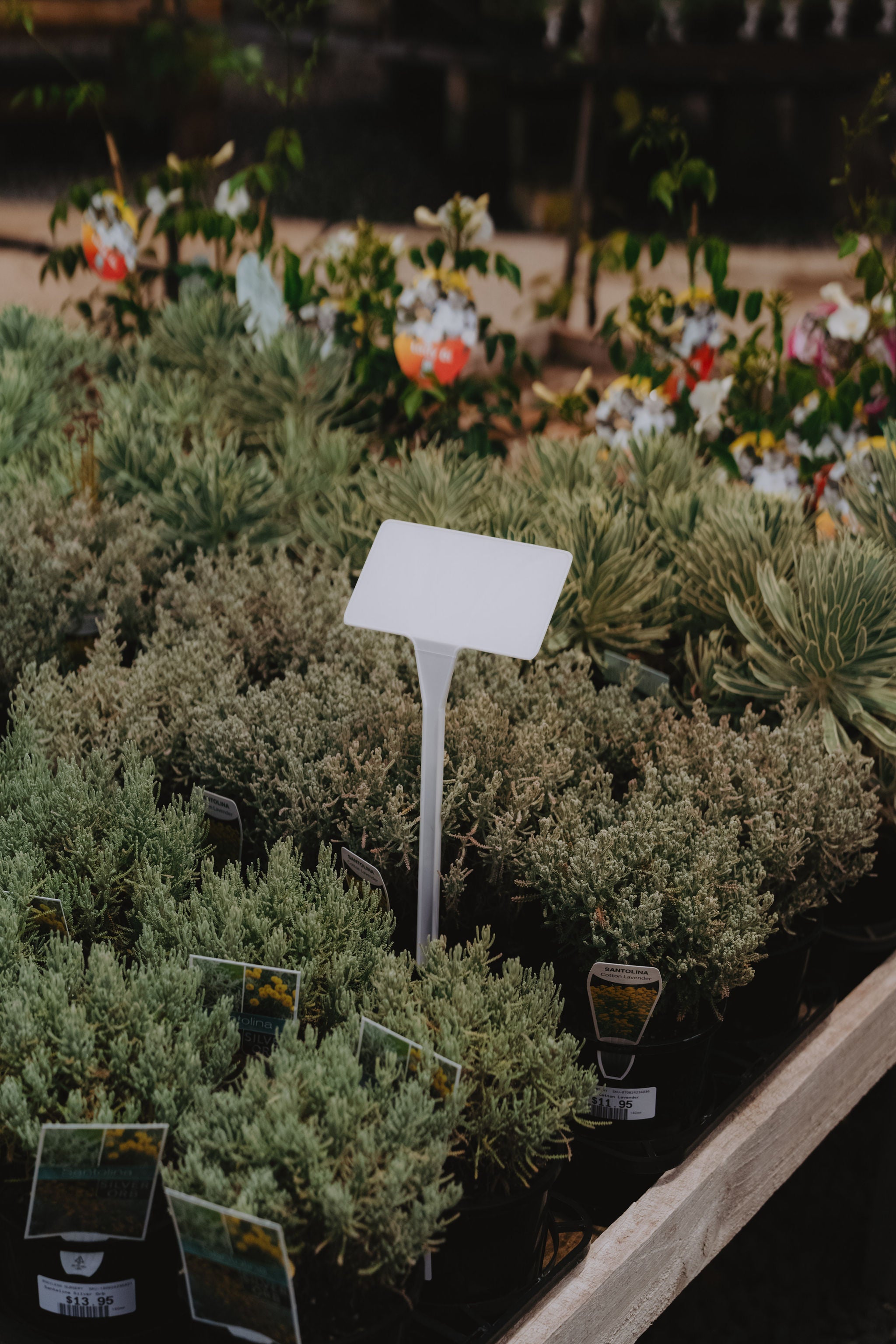 PL1 Display Stake