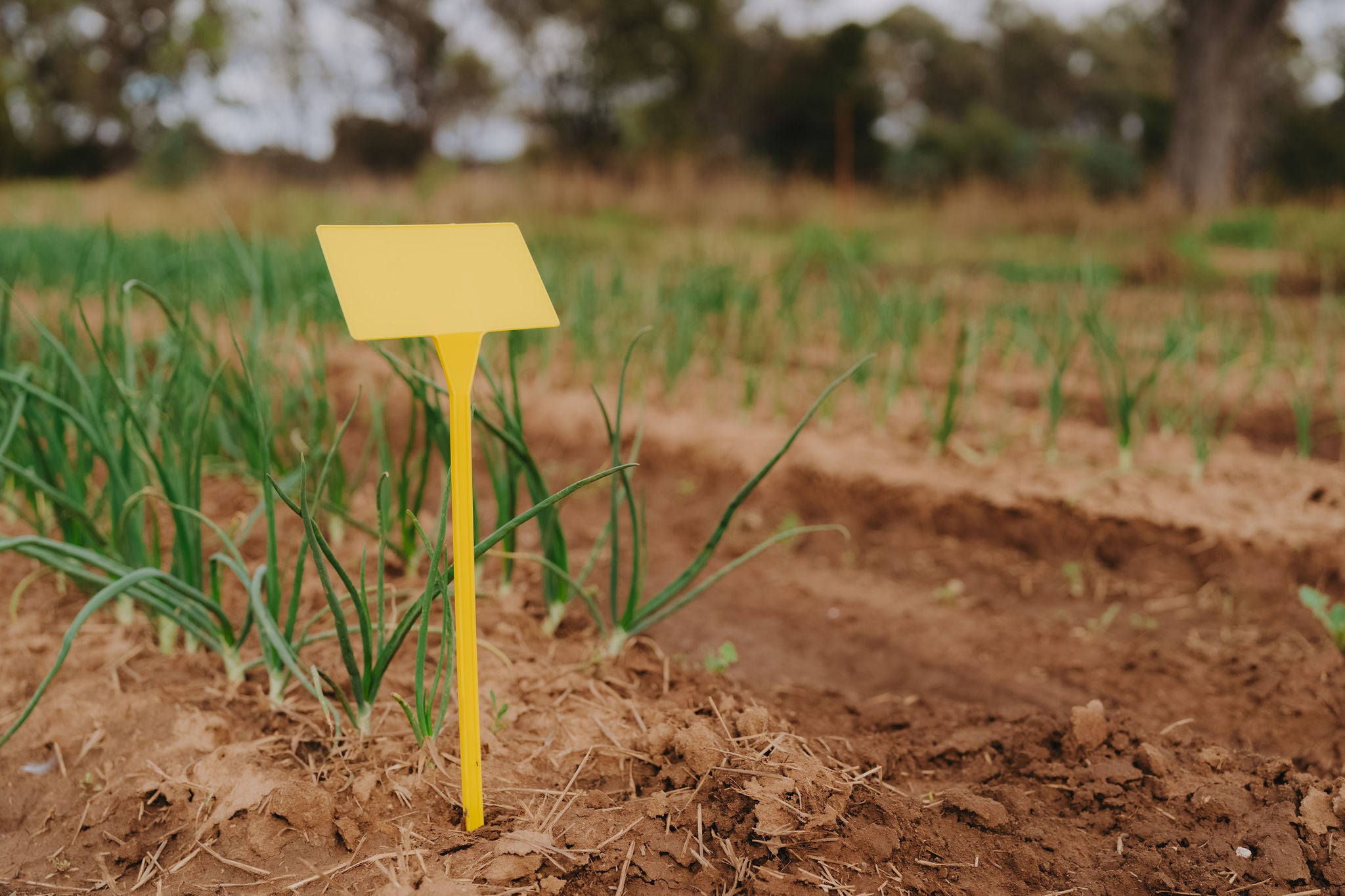 PL1 Display Stake