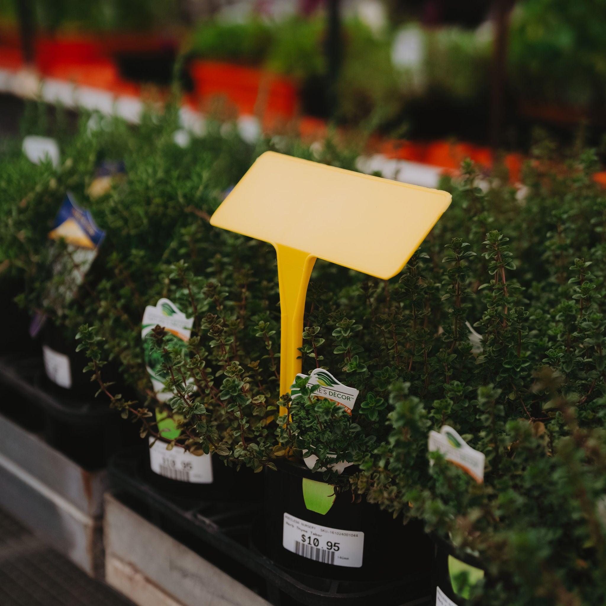 PL5 Display Stake