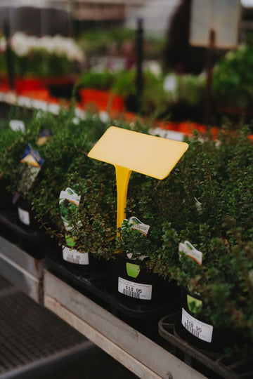 PL5 Display Stake