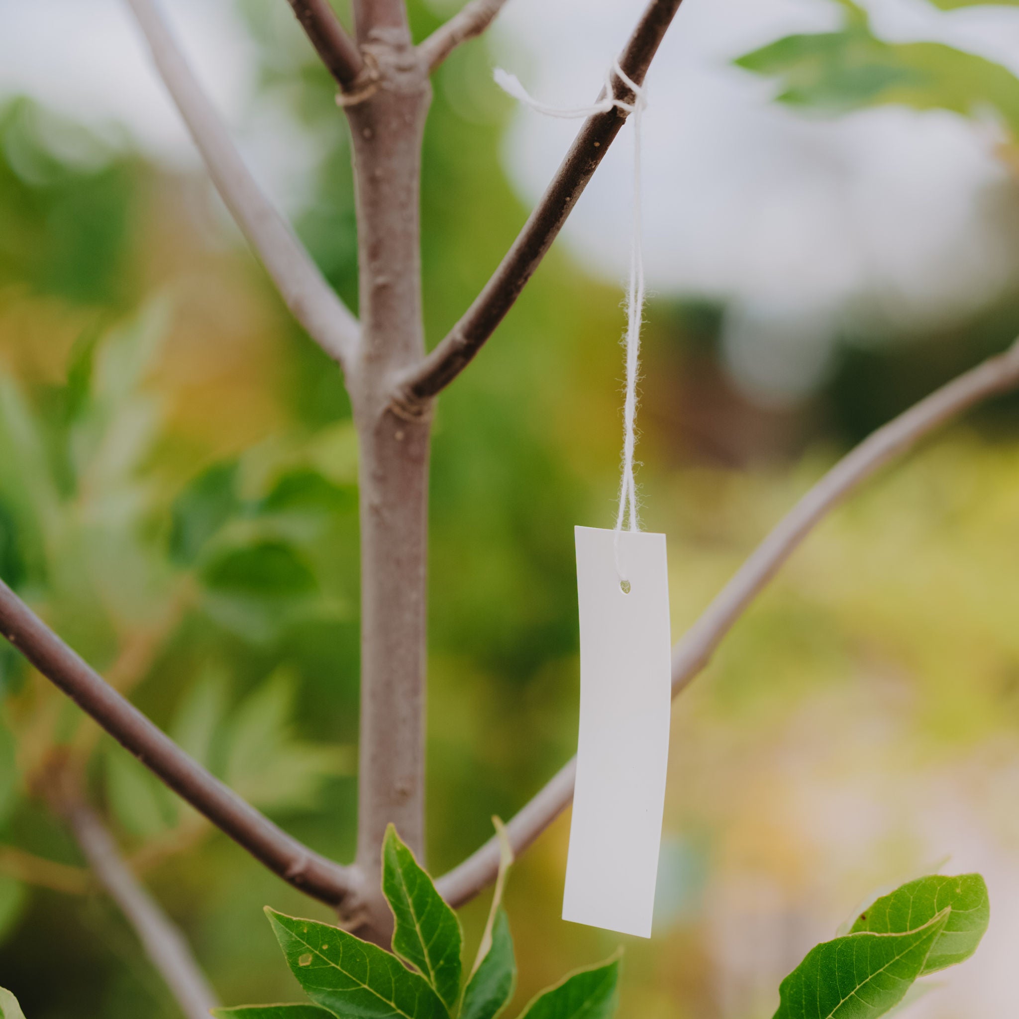 Plastic Strung Tags (500)