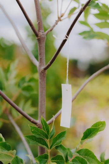 Plastic Strung Tags (500)