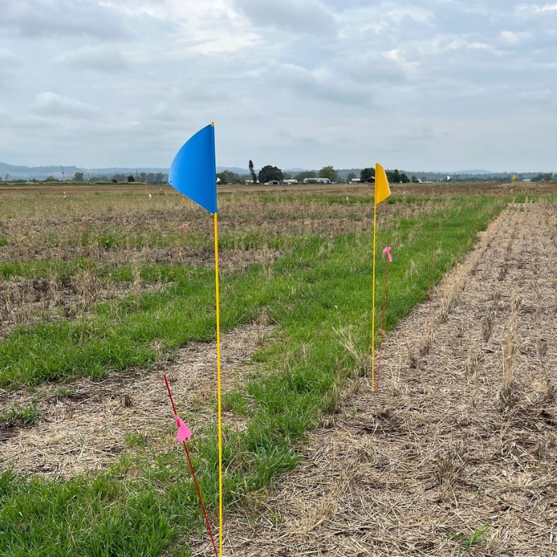 Field Flags
